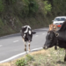 Wangdue Phodrang to fine owners for unattended cattle on highways